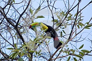 Keel Billed Toucan, from Central America.