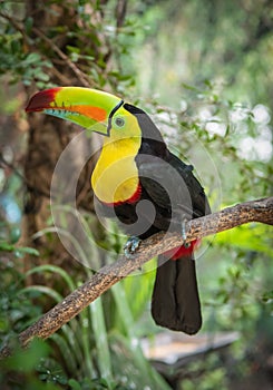 Keel-billed Toucan in Colombia.