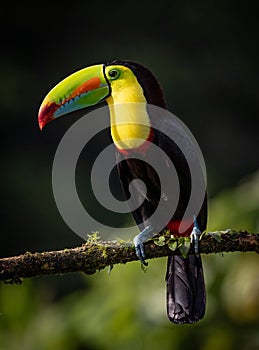 Keel-billed Toucan in Costa Rica