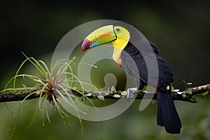 Keel-billed Toucan in Costa Rica