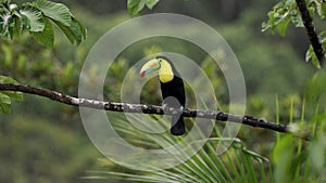 Keel-billed Toucan in Costa Rica