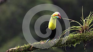 Keel-billed Toucan in Costa Rica