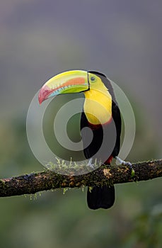 Keel-billed Toucan in Costa Rica