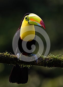 Keel-billed Toucan in Costa Rica