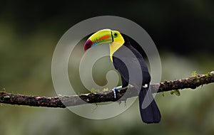 Keel-billed Toucan in Costa Rica