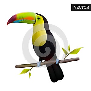Keel-billed Toucan isolated on a white background. Realistic Ramphastos sulfuratus national bird of Belize.