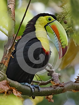 Keel-billed Toucan in the Panama Rainforest