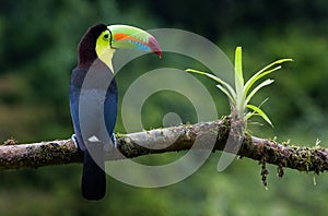 A keel billed toucan perched on a branch