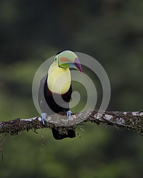 Keel-billed Toucan