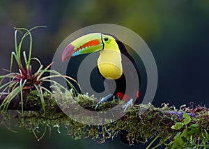 A Keel-billed toucan perched on a mossy branch in Costa Rica photo