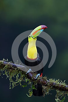 A Keel-billed toucan perched on branch in Costa Rica