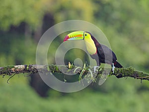 a keel-billed toucan perching on a branch at boca tapada