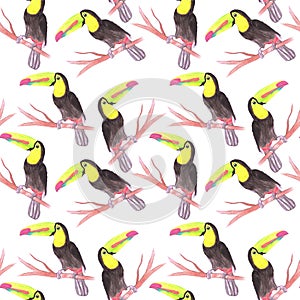 Keel billed Toucan or Ramphastidae sulfuratus bird seamless watercolor birds painting background