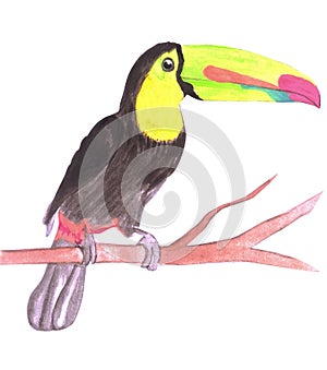 Keel billed Toucan or Ramphastidae sulfuratus isolated on white