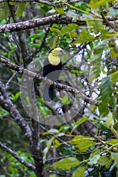 Keel billed toucan - Ramphastos sulfuratus