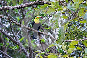 Keel billed toucan - Ramphastos sulfuratus