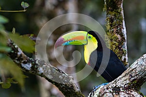 Keel billed toucan - Ramphastos sulfuratus