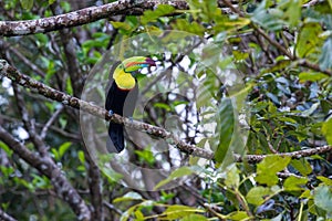 Keel billed toucan - Ramphastos sulfuratus