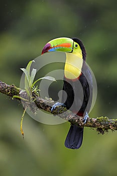 Keel-billed Toucan - Ramphastos sulfuratus