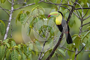 Keel-billed Toucan - Ramphastos sulfuratus