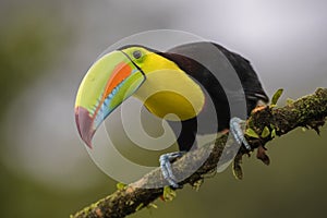 Keel-billed Toucan - Ramphastos sulfuratus
