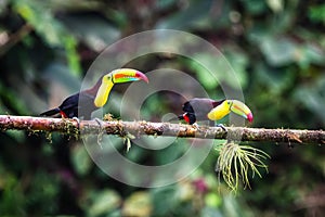 Keel-billed Toucan - Ramphastos sulfuratus,