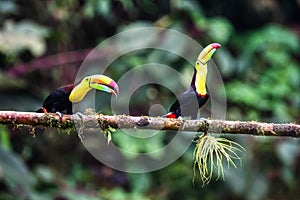 Keel-billed Toucan - Ramphastos sulfuratus,