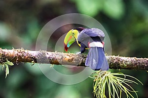 Keel-billed Toucan - Ramphastos sulfuratus,