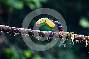 Keel-billed Toucan - Ramphastos sulfuratus,