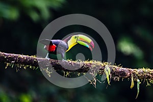 Keel-billed Toucan - Ramphastos sulfuratus,