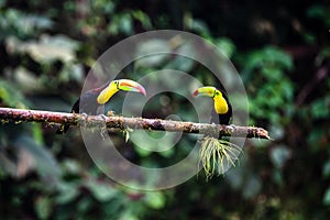 Keel-billed Toucan - Ramphastos sulfuratus,