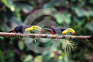 Keel-billed Toucan - Ramphastos sulfuratus,