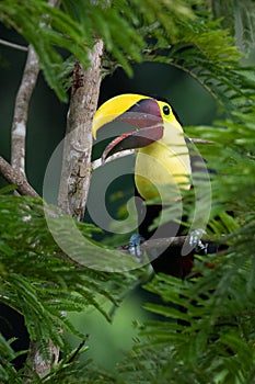 Keel-billed Toucan - Ramphastos sulfuratus,