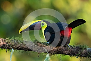 Keel-billed Toucan - Ramphastos sulfuratus,