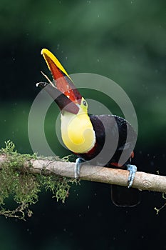 Keel-billed Toucan - Ramphastos sulfuratus,