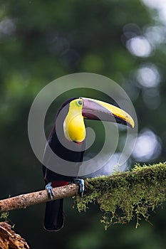 Keel-billed Toucan - Ramphastos sulfuratus,