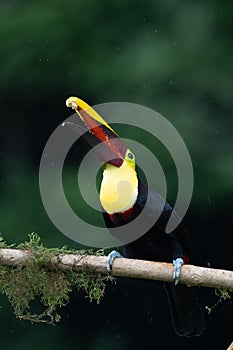 Keel-billed Toucan - Ramphastos sulfuratus,