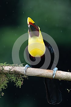 Keel-billed Toucan - Ramphastos sulfuratus,