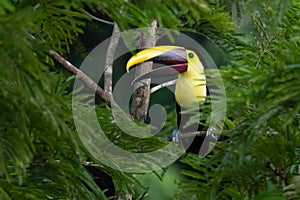 Keel-billed Toucan - Ramphastos sulfuratus,