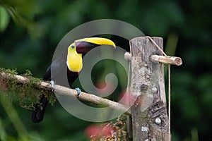 Keel-billed Toucan - Ramphastos sulfuratus,