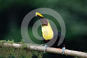 Keel-billed Toucan - Ramphastos sulfuratus,