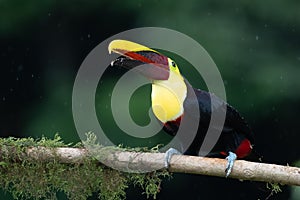 Keel-billed Toucan - Ramphastos sulfuratus,