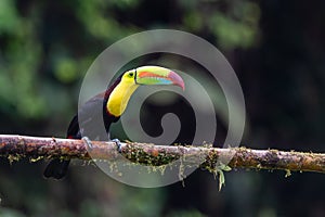 Keel-billed Toucan - Ramphastos sulfuratus,