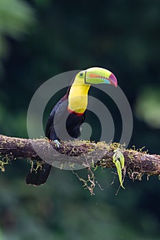 Keel-billed Toucan - Ramphastos sulfuratus,