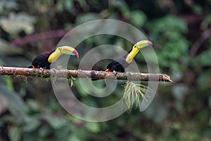 Keel-billed Toucan - Ramphastos sulfuratus,