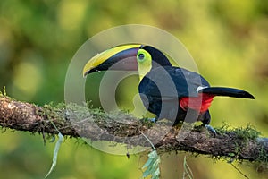 Keel-billed Toucan - Ramphastos sulfuratus,