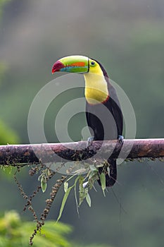 Keel-billed Toucan - Ramphastos sulfuratus,