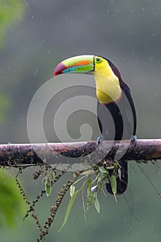 Keel-billed Toucan - Ramphastos sulfuratus,