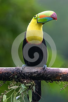 Keel-billed Toucan - Ramphastos sulfuratus,