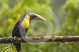 Keel-billed Toucan - Ramphastos sulfuratus,